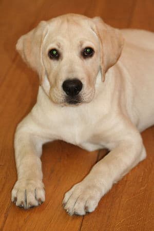 les chiens bloggueurs - la riposte à la série des chats !