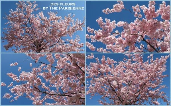 un lundi en fleurs à PARIS - pour Chrys et Zaza !