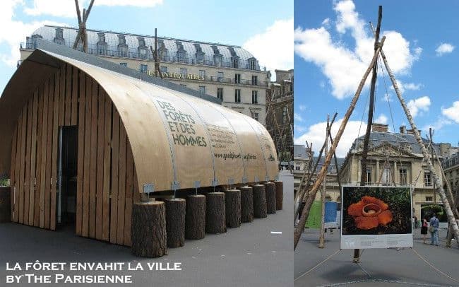 Palais Royal - les arbres envahissent la ville !