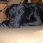 Les chiens bloggueurs - les voici les voilà !