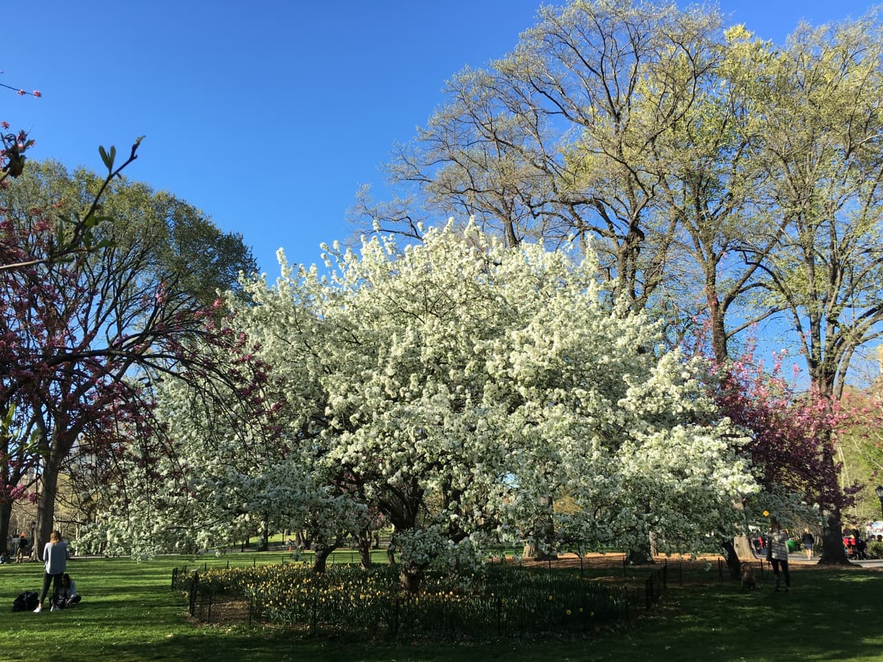 New York City - de parcs en jardins