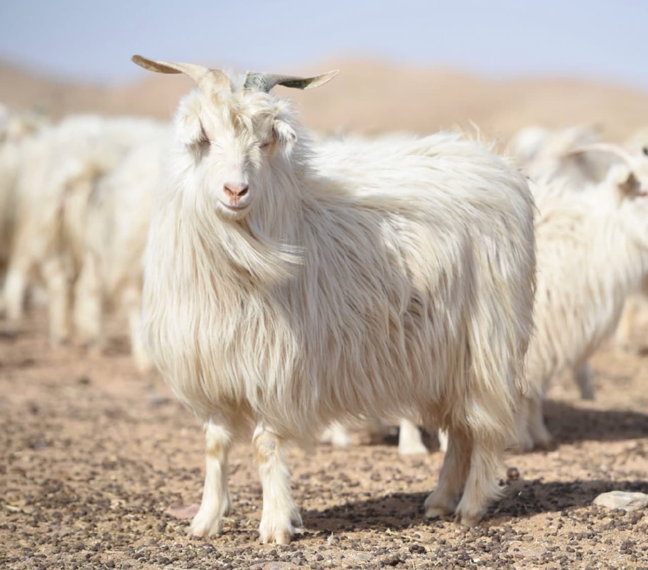 Absolut cashmere - le cashmere durable